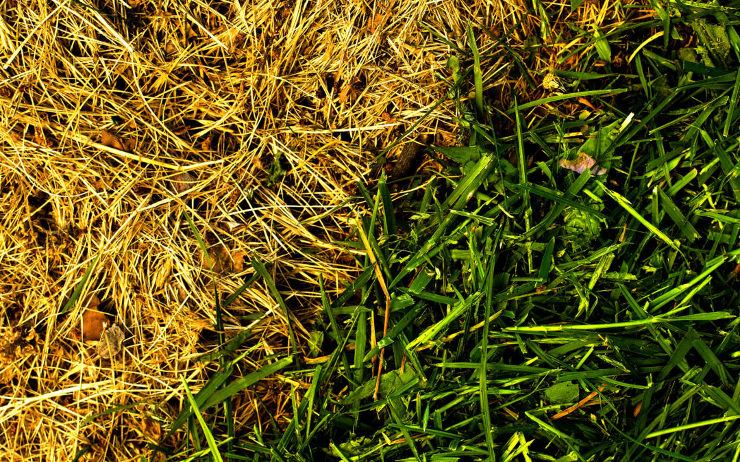 half burnt half green blog image local lawn care company website london ontario