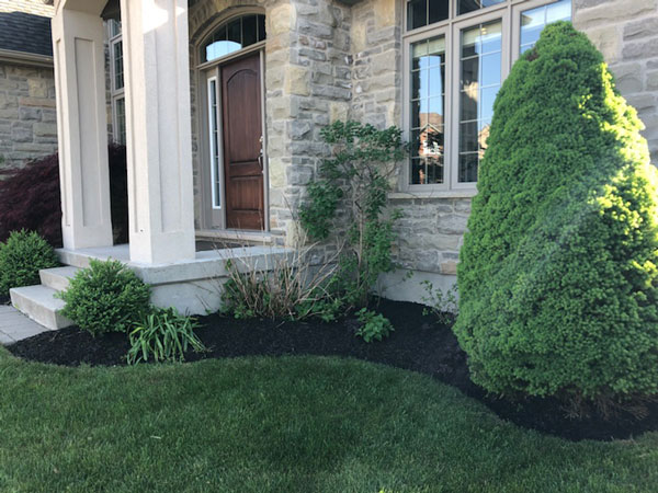 stunning bushes image for local lawn care company website london ontario