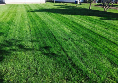 freshly cut grass image local lawn care company website london ontario