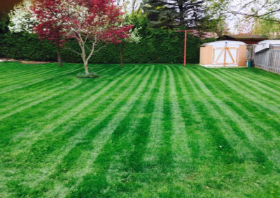 green lawn stripes local lawn care company website london ontario