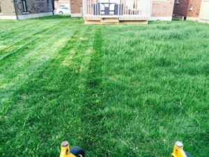 before after lawn image local lawn care company website london ontario