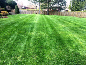 green backyard large image local lawn care company website london ontario