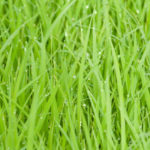 healthy green grass banner image local lawn care company website london ontario