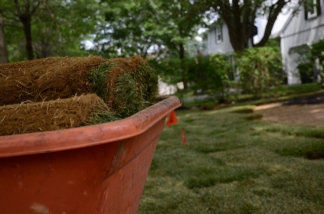 laying sod blog image local lawn care company website london ontario