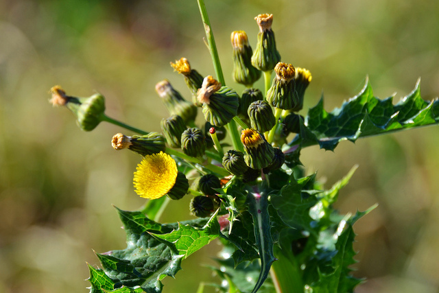 Natural Killer of Weeds and Bugs