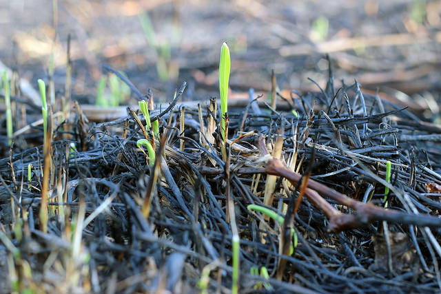 Burned Grass: Summer Vacation’s Scourge