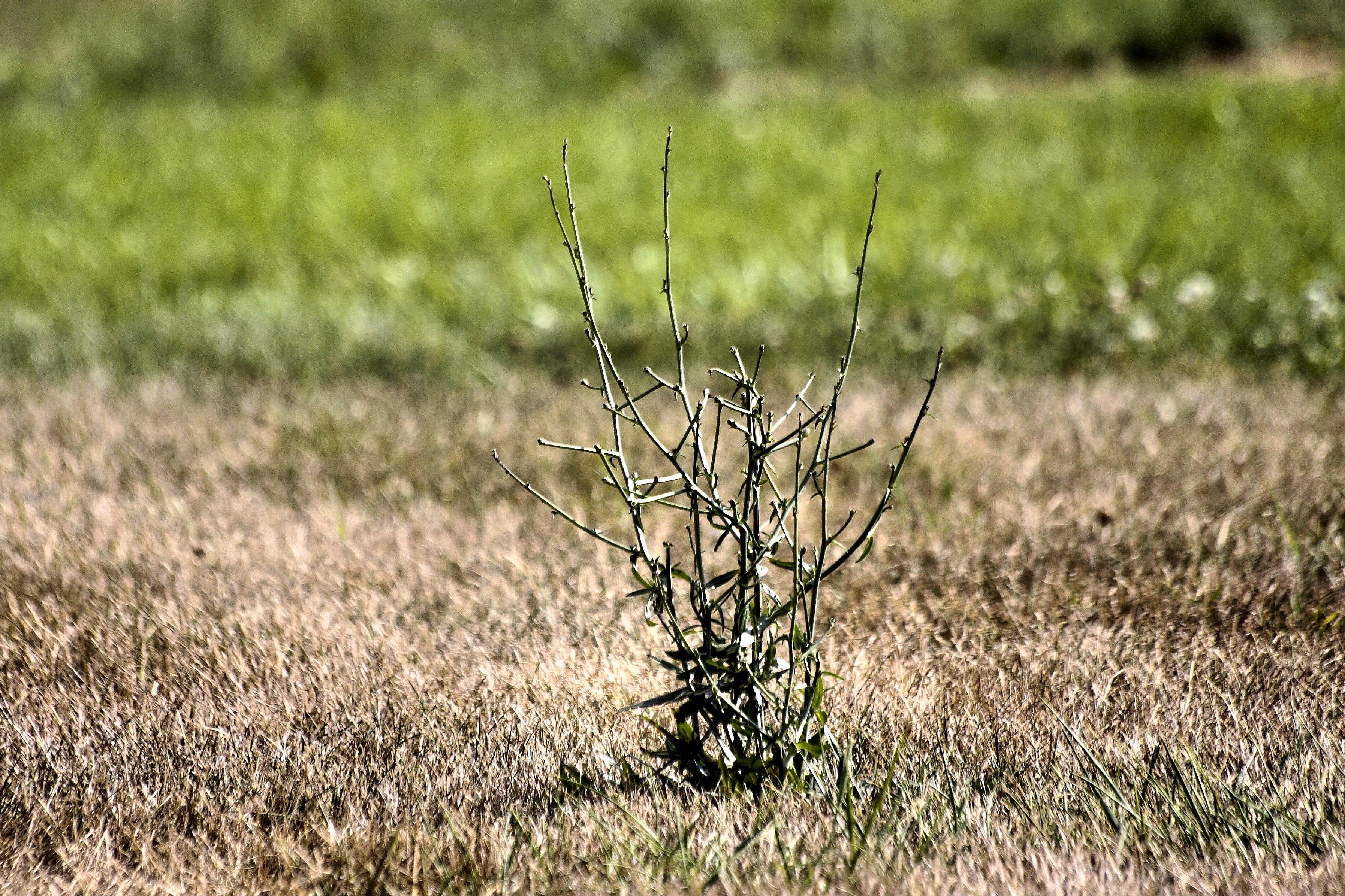 burned grass