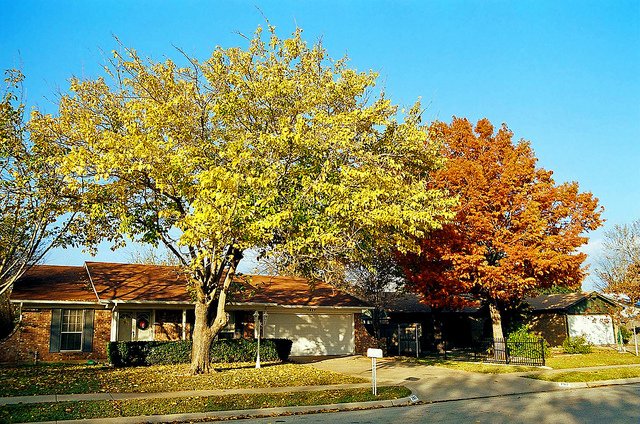 home fall colours blog image local lawn care company website london ontario