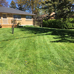 local grass backyard image local lawn care company website london ontario