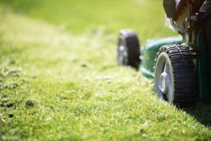 Fun Lawn Care Facts!