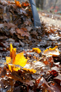 raking leaves