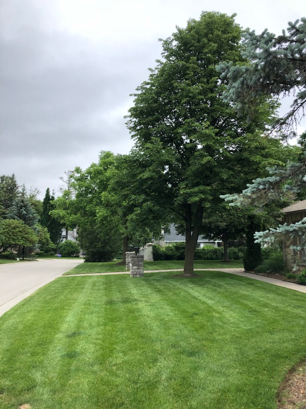 beautiful lawn green ninja property maintenance