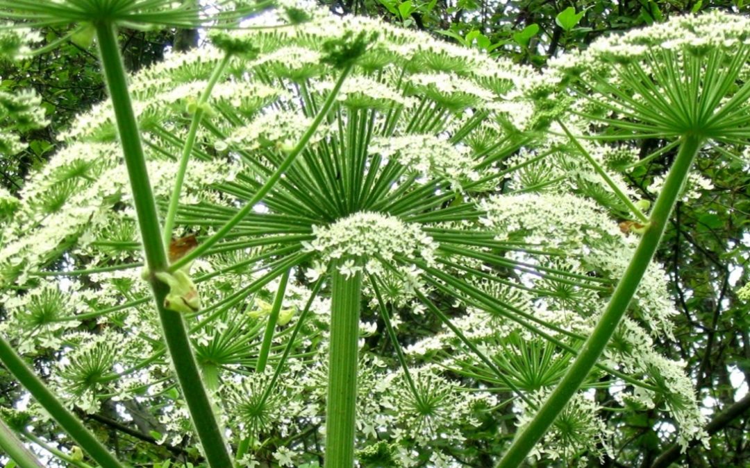 Giant Hogweed: What You Should Know