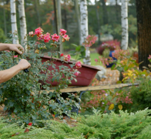 late summer shrub pruning green ninja property maintenance