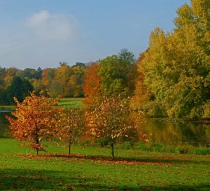 fall gardening landscaping green ninja fall scene image