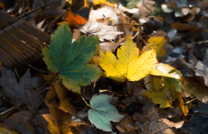 green ninja london ontario raking leaves blog image maple leaves piled on ground