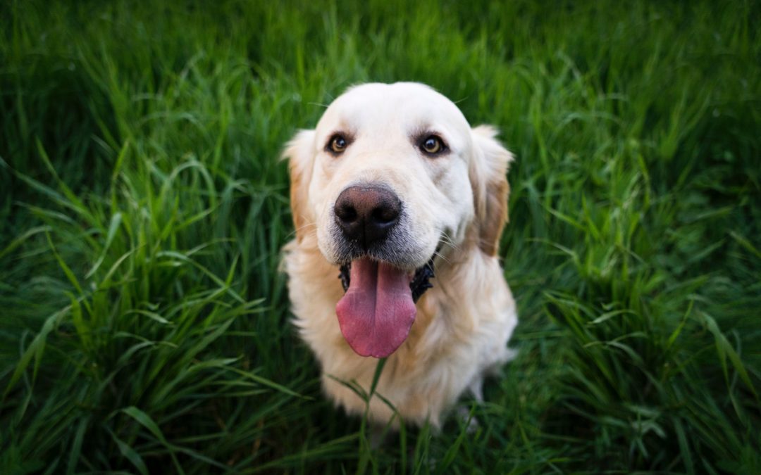 How To Landscape A Yard With A Dog