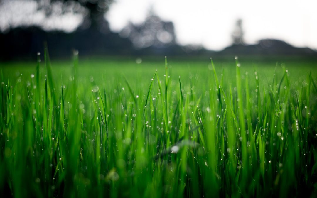 Should You Water The Lawn In The Morning Or The Evening?