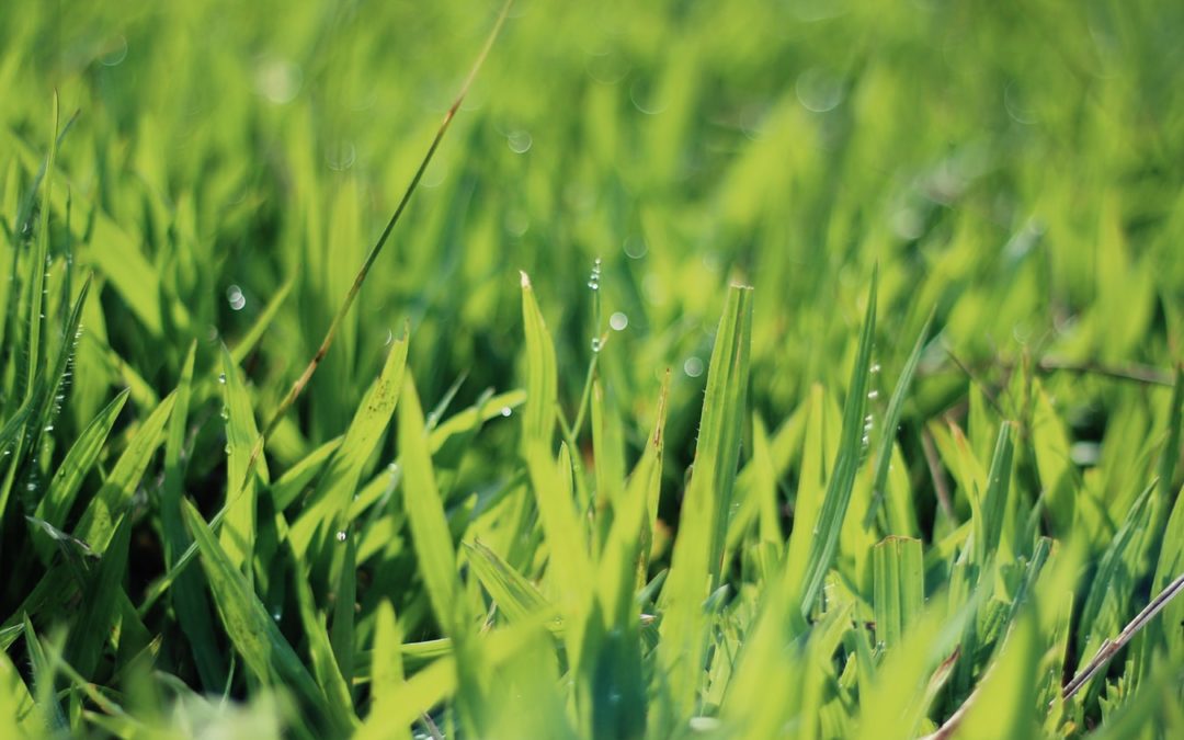 grass clippings - Green Ninja