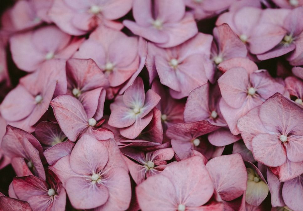 cutting back flowers - green ninja