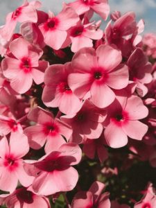 cutting back flowers in the fall - green ninja